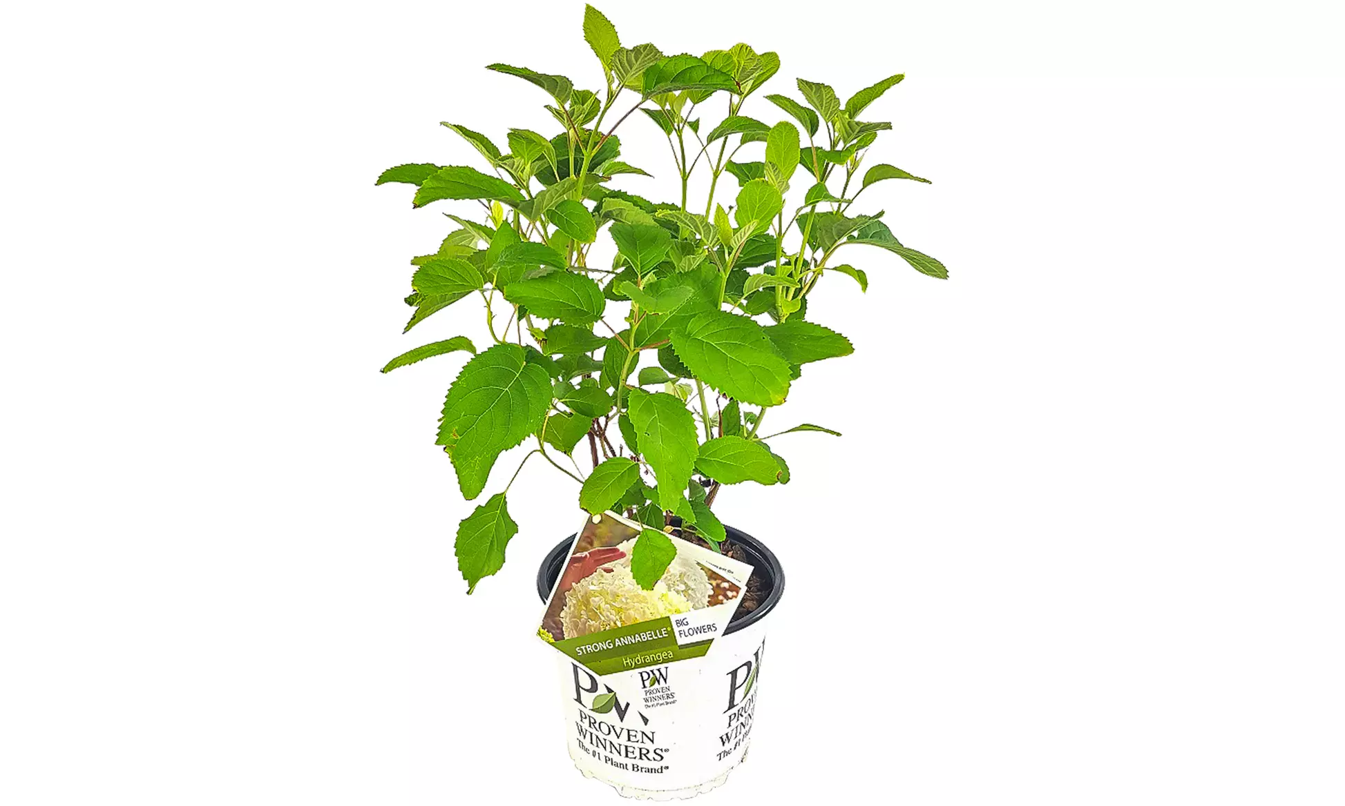 Hortensia  'Strong Annabelle'