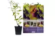 Set da 3 o 6 piante di Butterfly Buddleja - Image 7