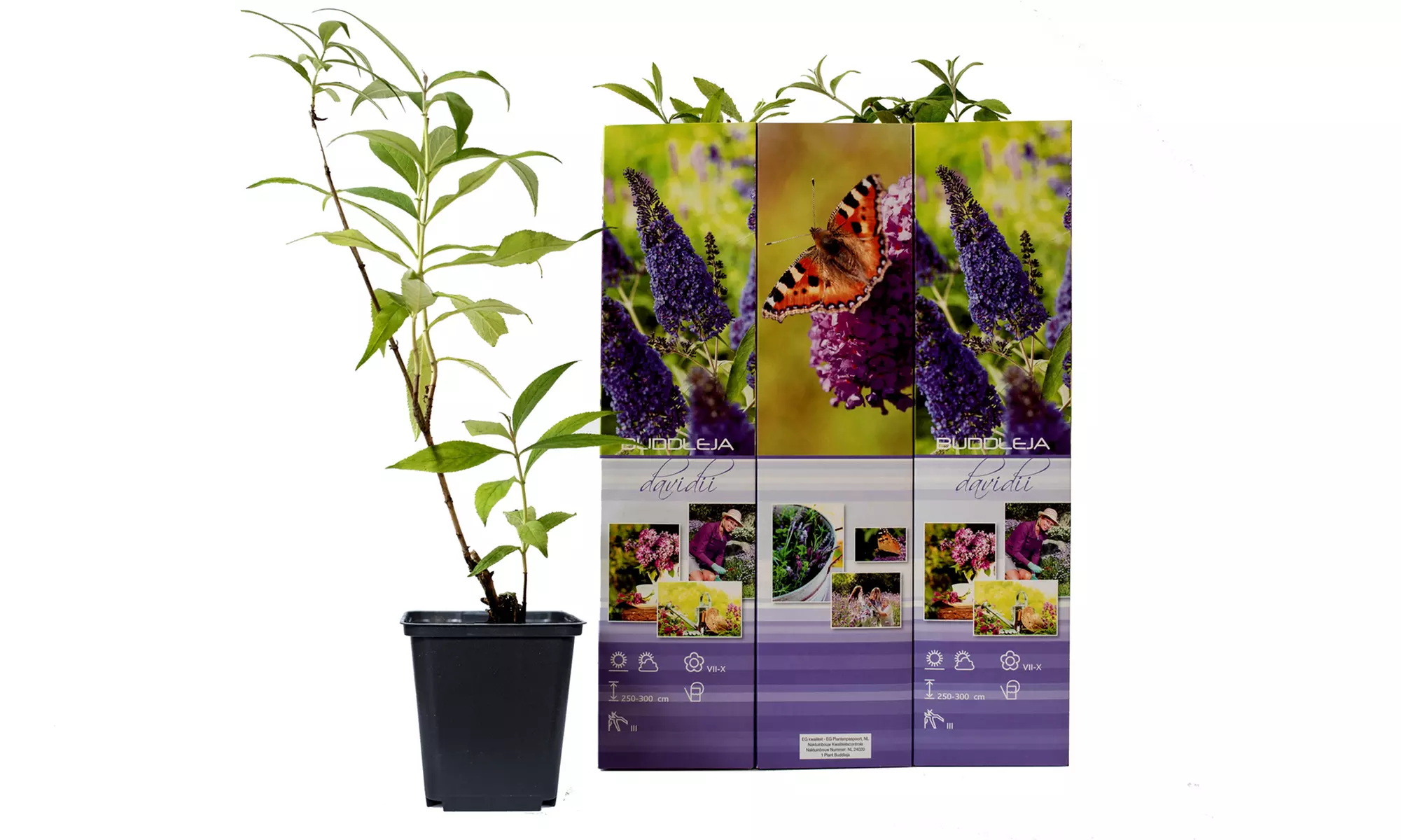 Set da 3 o 6 piante di Buddleja