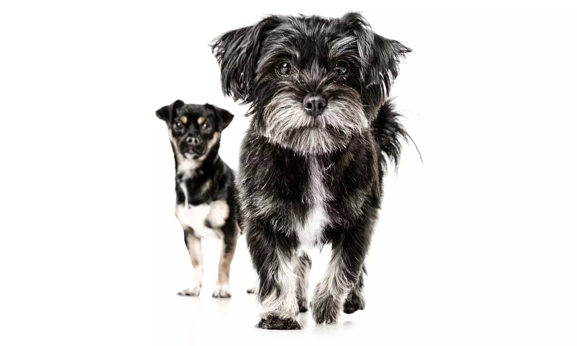 Pet Photoshoot with One Print at Flash Photography