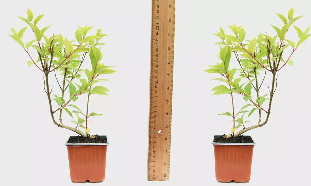 Hydrangea Plants - Up to 4 Potted Plants