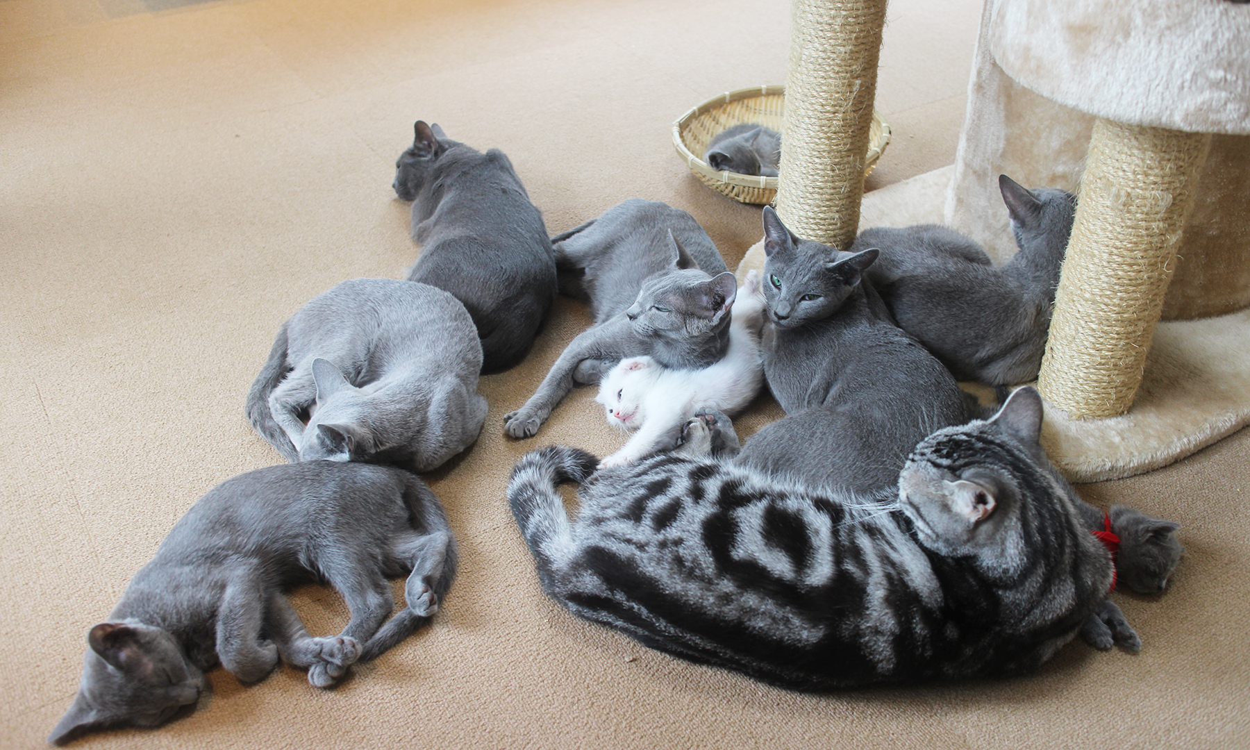 クーポン共同購入サイトのクーポンをまとめて比較 クーポンサイトjp