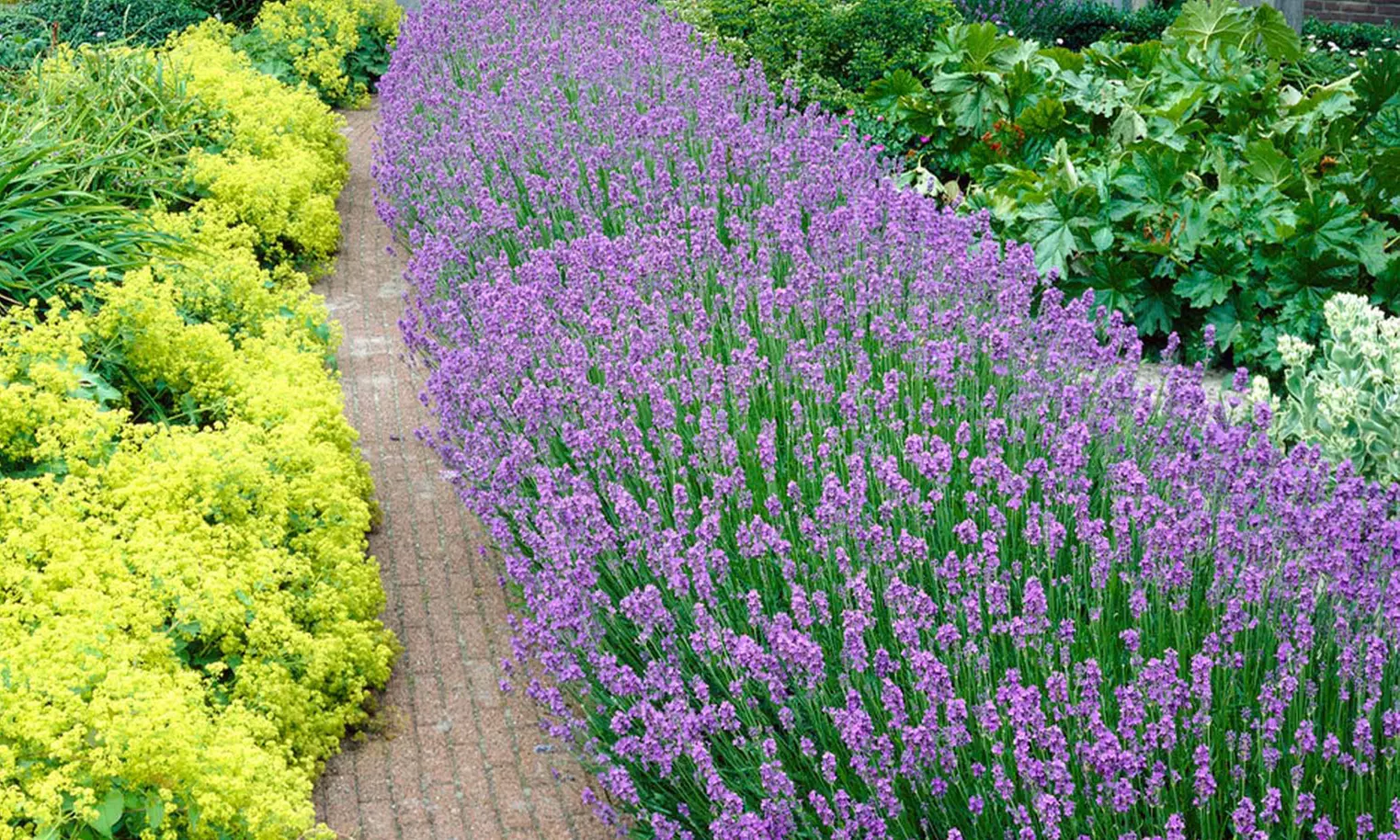 6er, 12er- oder 18er-Set Lavendel-Pflanzen