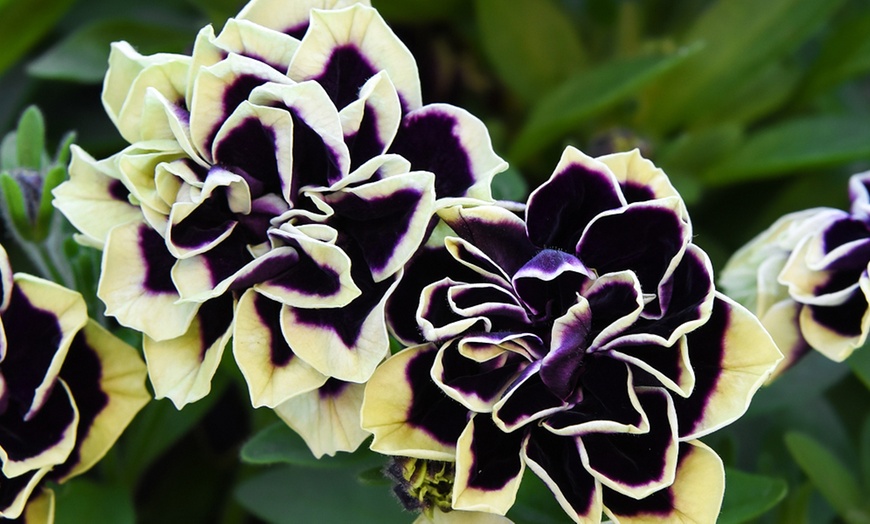 Image 10: Petunia Mystical Midnight Gold - 5 or 10 Plants