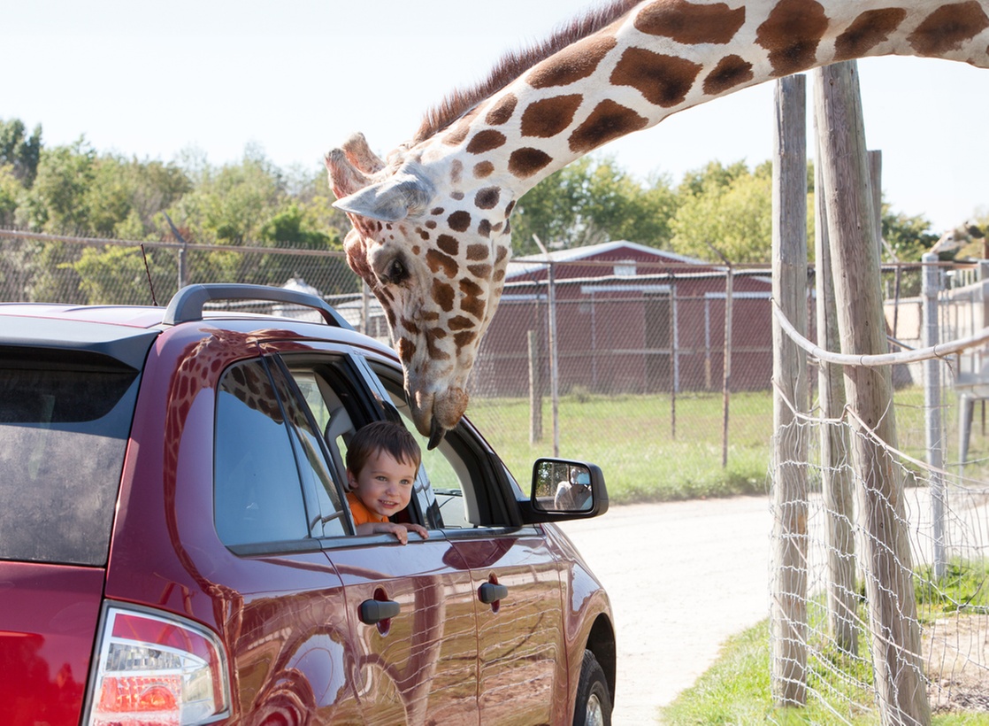Up to 23% Off Admission at African Safari Wildlife Park - Ohio
