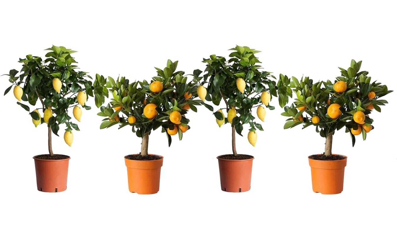 Set de 4 plantas cítricas, con 2 limoneros y 2 naranjos