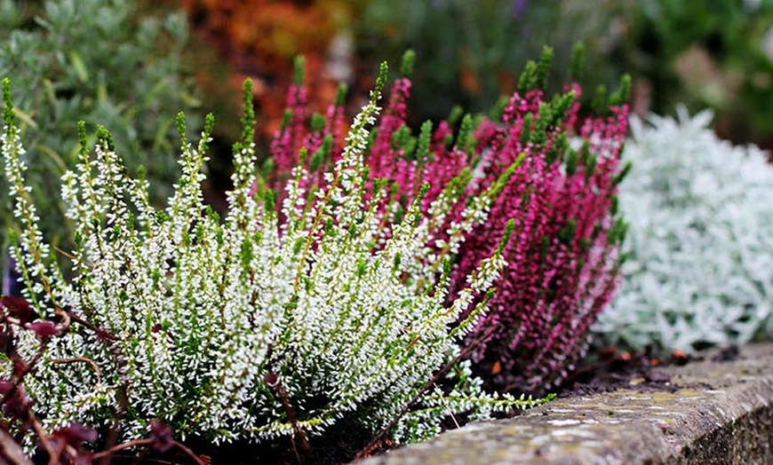 Image 2: Heather Plant Collection