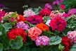 Pack of  30 or 60 Geranium 'Jackpot Mixed' Plants - Image 2
