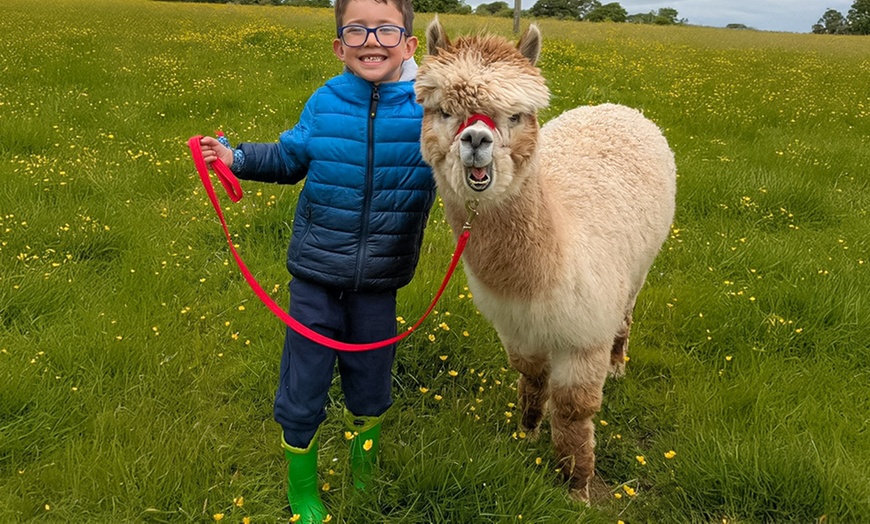 Image 1: Kids or Adult Ticket to 60-Minute Alpaca Meet & Greet Experience