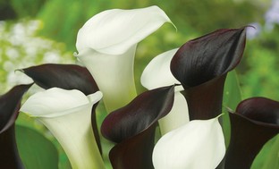 Pre-Order: Black and White Calla Bulbs (4-Pack)