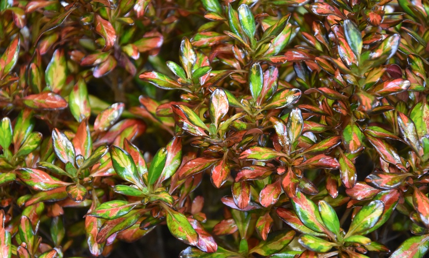 Image 7: Three Magical Coprosma Plants