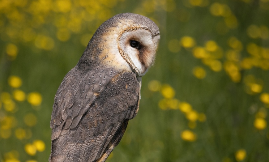 Image 4: Up to 41% Off on Falconry - Recreational at The North Somerset Bird Of Prey Centre