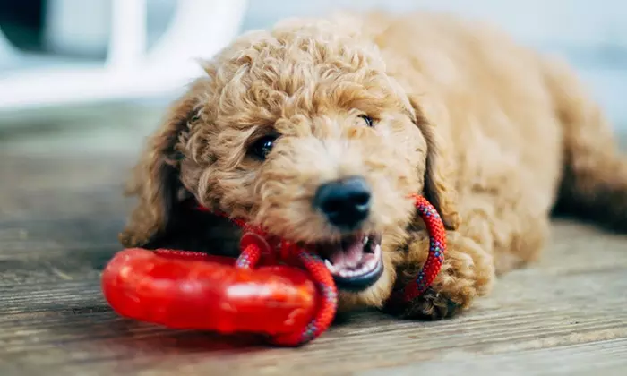 Full Bath Package for Small or Medium Dog at Ruby Clippers (Up to 44% Off) - Primary Image