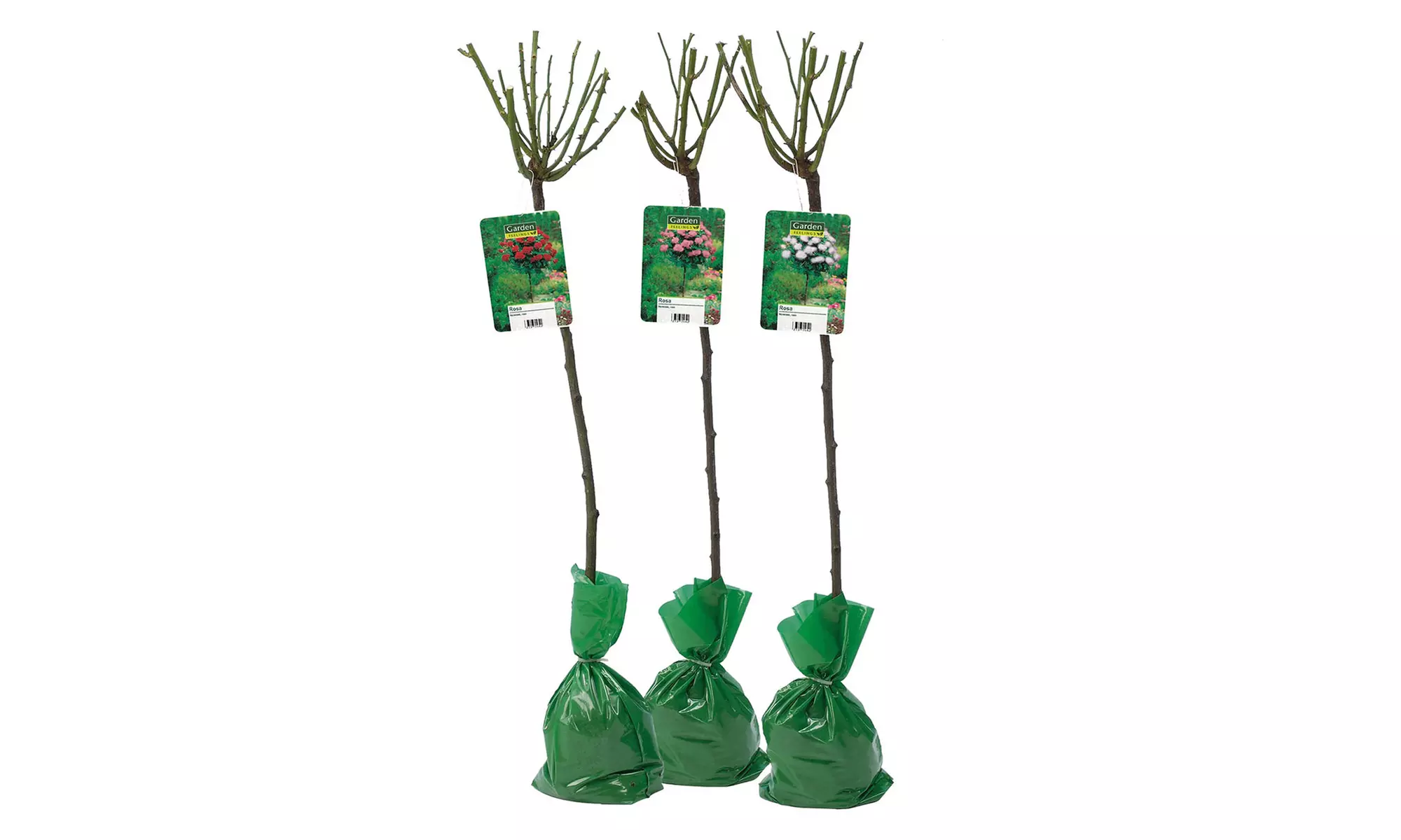 3er-Set Stamm-Rosen