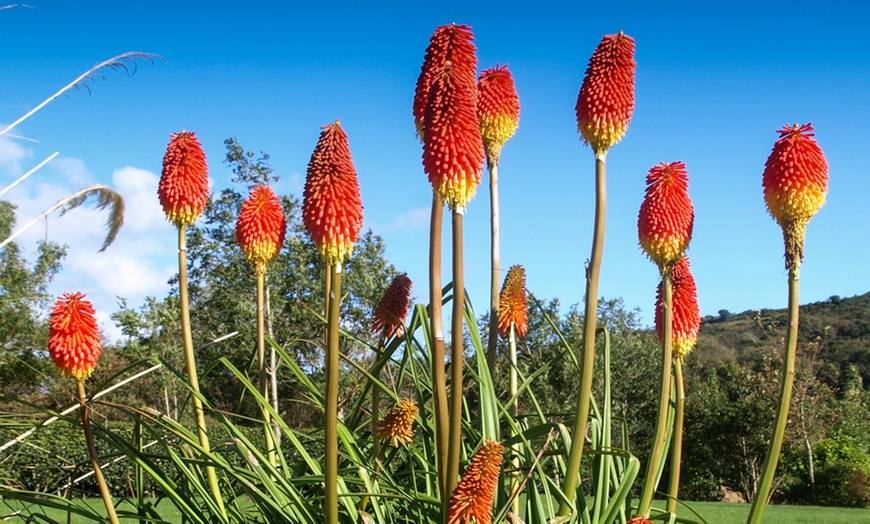 Image 6: 40 or 80 Everlasting Perennials