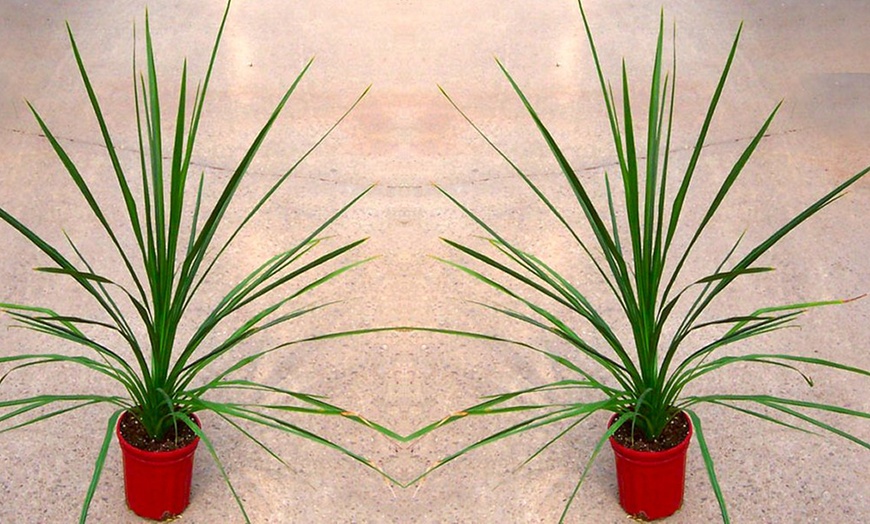 Image 2: Pair of Cordyline Australis Verde