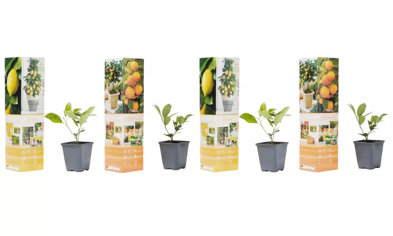 Set de 4 plantas cítricas, con 2 limoneros y 2 naranjos, entregadas en maceta de 9 cm - Second Medium