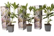 3er-Set Rhododendron - Second Medium
