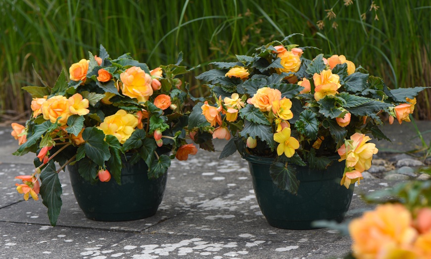 Image 7: One or Two Begonia Apricot Shades Preplanted Hanging Baskets