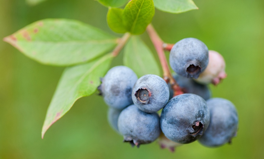 Image 2: 1, 2 or 3 Blueberry Duke Plants