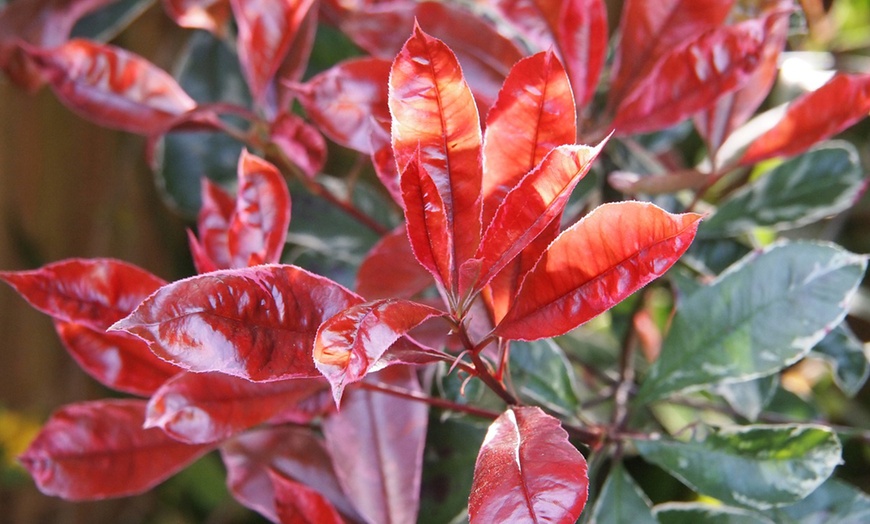 Image 3: 3 ou 6 plants de photinia fraseri "Red Robin"