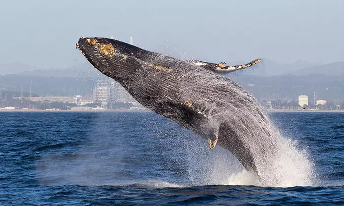 $39 for a 3-4 Hour Whale-Watching Tour Through June 30, 2020 from Blue Ocean Whale Watch ($50 Value)  - Primary Image