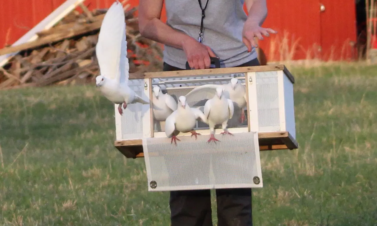 Private White Dove Release Ceremony for Memorable Occasions