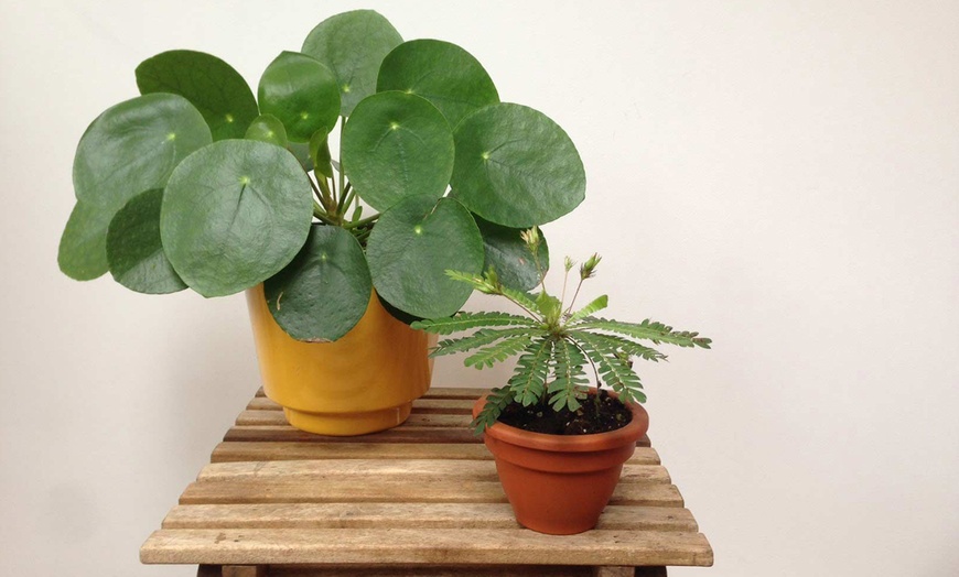 Image 2: Lot de plantes Pilea