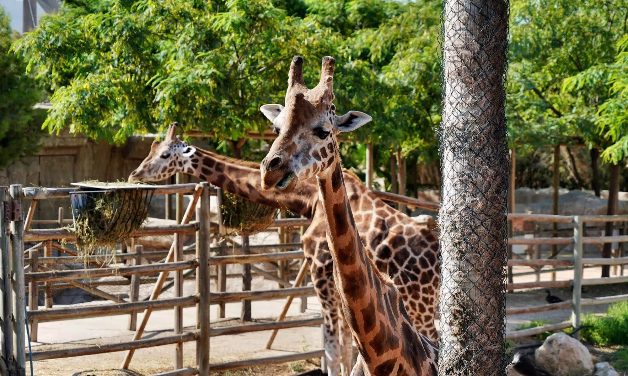 Entrada de un día para niño o adulto en Terra Natura Murcia