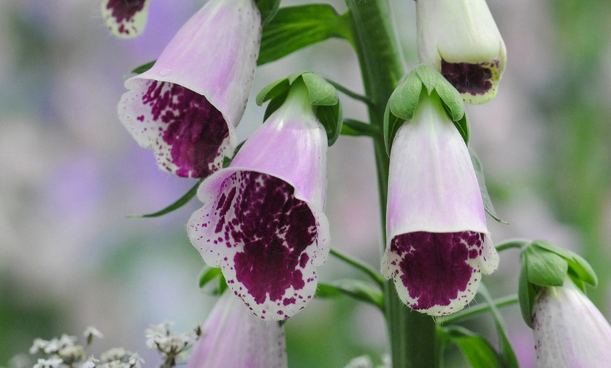 Image 11: Perennial Plug Plants Lucky Dip