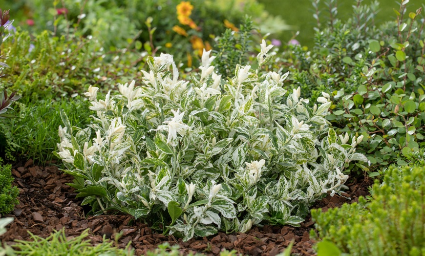 Image 2: Conjunto de plantas de Euonymus 'Harlequin' Cardinal's hat