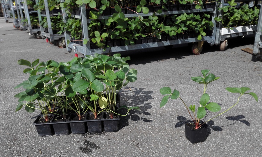 Image 3: Climbing Strawberry Plants