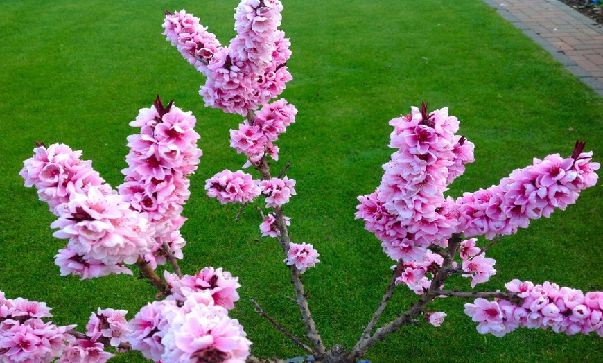 Image 6: Red-Leaf Patio Peach Tree