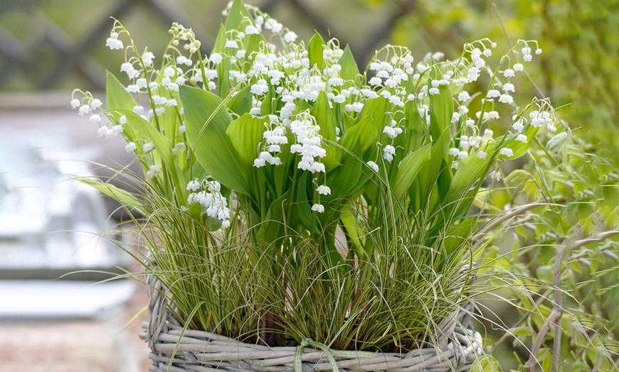 Image 1: 14 Lily of the Valley Plants