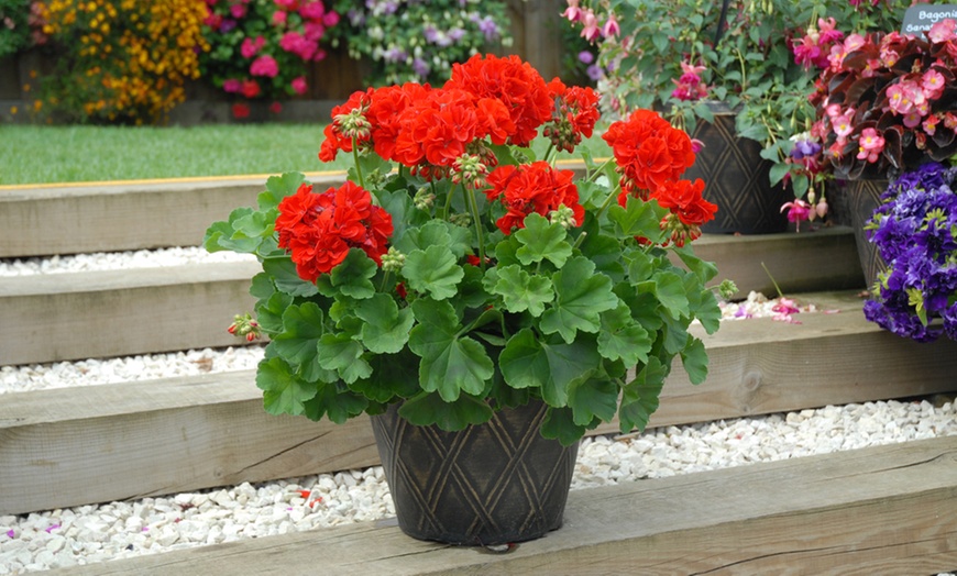 Image 12: 5, 15 or 30 Jumbo Plug Plants of Geranium Giant
