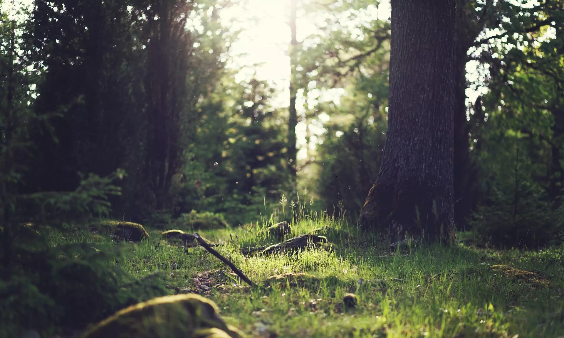 Fino al 20% di sconto su Giochi di Fuga da una Stanza da Hidden in The Wood - Escape Wood & Horror Survival - Image 5