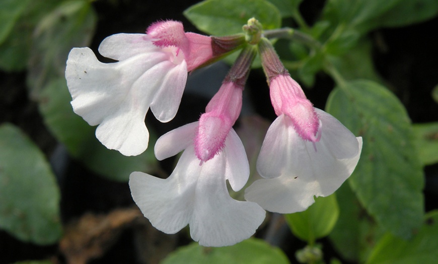 Image 7: Salvia Collection