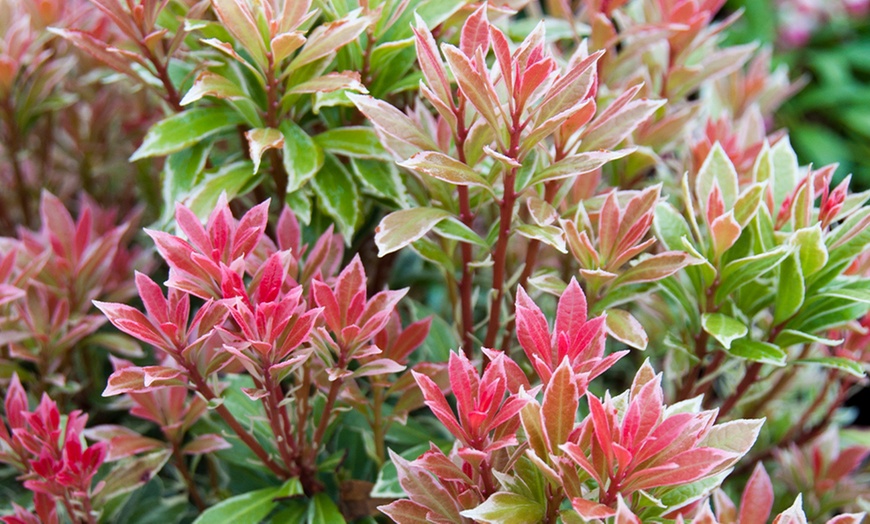 Image 4: Pieris Evergreen Collection 