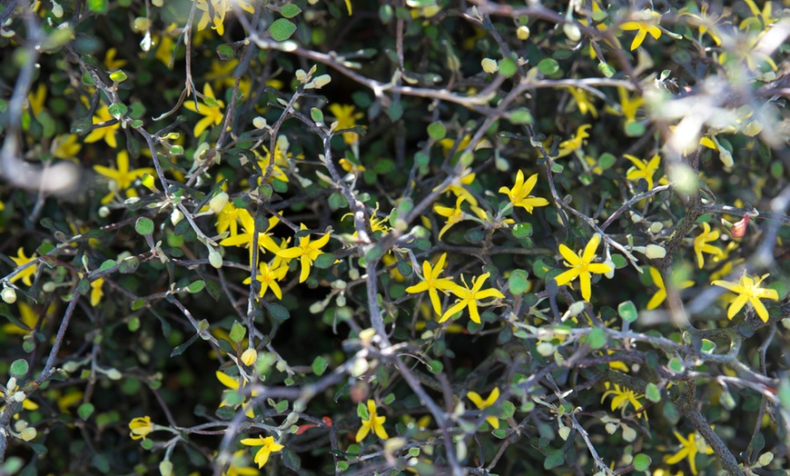 Image 9: Three Maori Green Corokia Bonsai