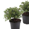 Image 5: 2 o 4 piante di azalea giapponese Anouk