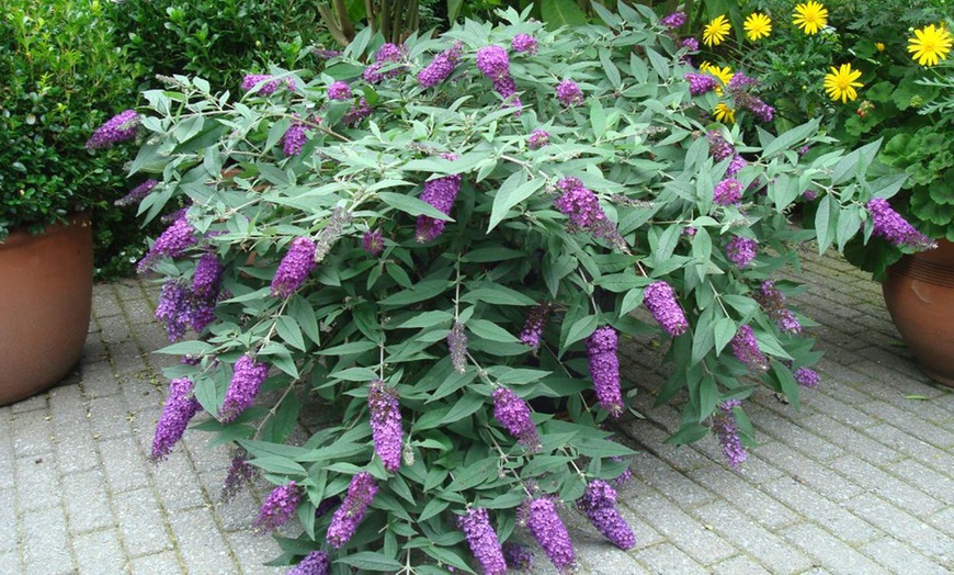 Image 3: Mixed Potted Buddleja 'Butterfly Bush' Plants 