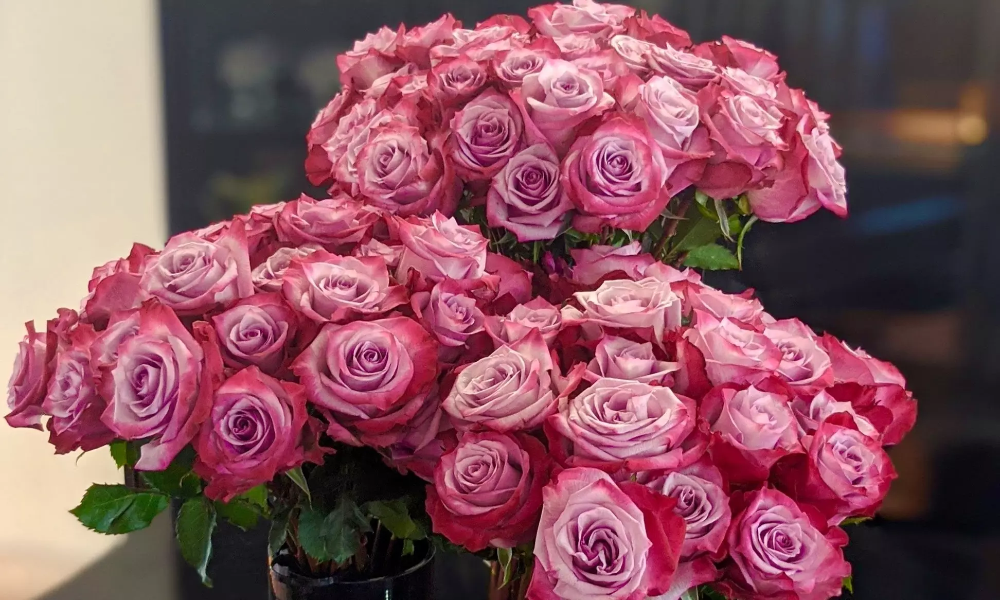 24ct Lavender & Magenta Bi-Color Valentine's Rose Bouquets from Rose Farmers Farm Fresh Roses (Up to 59% Off) - Primary Image