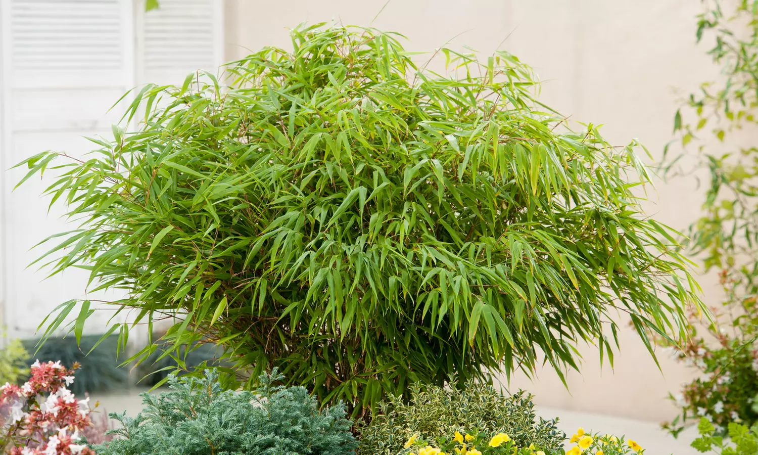 1x oder 2x oder 4x Bambus-Pflanze „Fargesia"