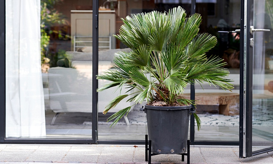 Image 6: Pair of Vulcano Palm Trees 3L