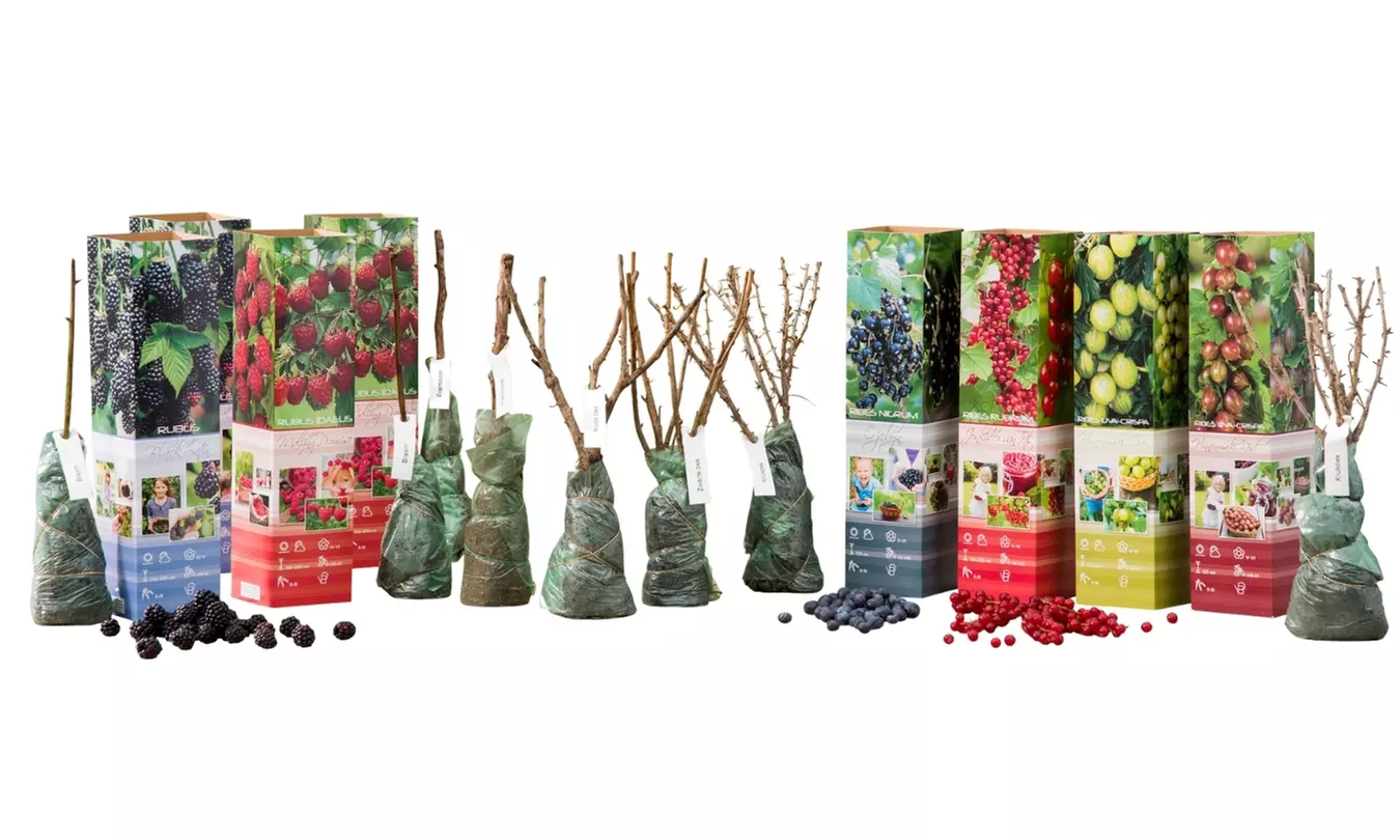 Plantes d'extérieur au choix, faciles d'entretien