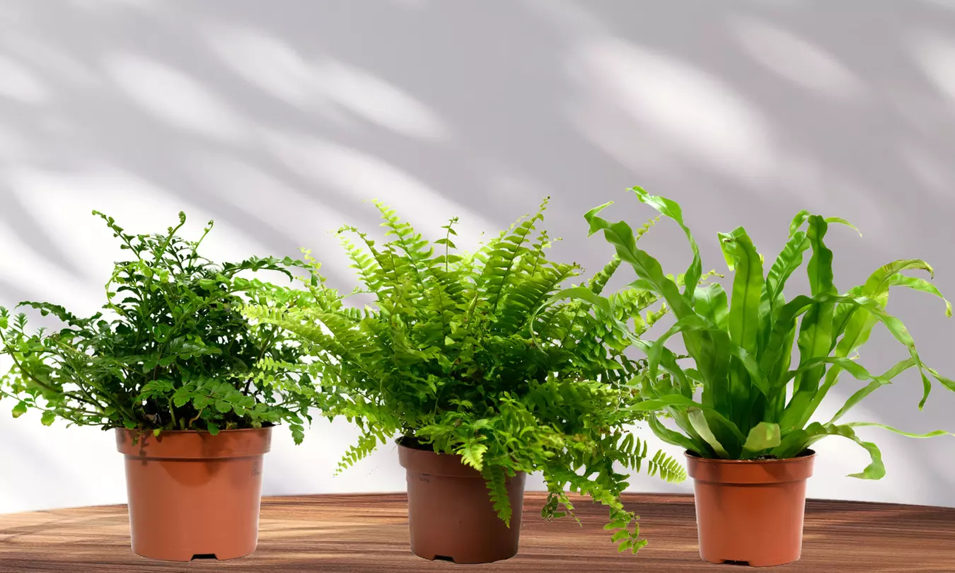 Set aus 3 Mischfarn Zimmerpflanzen - Grünes Paradies für Ihr Interieur - Primary Image