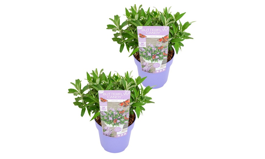 Image 8: Buddleja Little