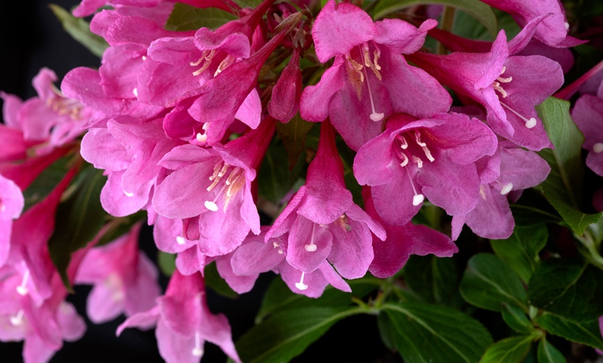 Image 5: Weigela Towers of Flowers ‘Cherry’ - Buy 1 or 2 Plants