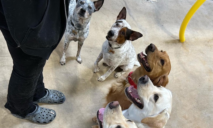 Image 4: 3 or 7-Night Dog Boarding Stay at Best Friends Pet Hotel