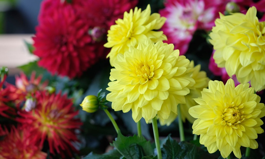 Image 5: Six 9cm Pots of Dahlia Maggiore Collection